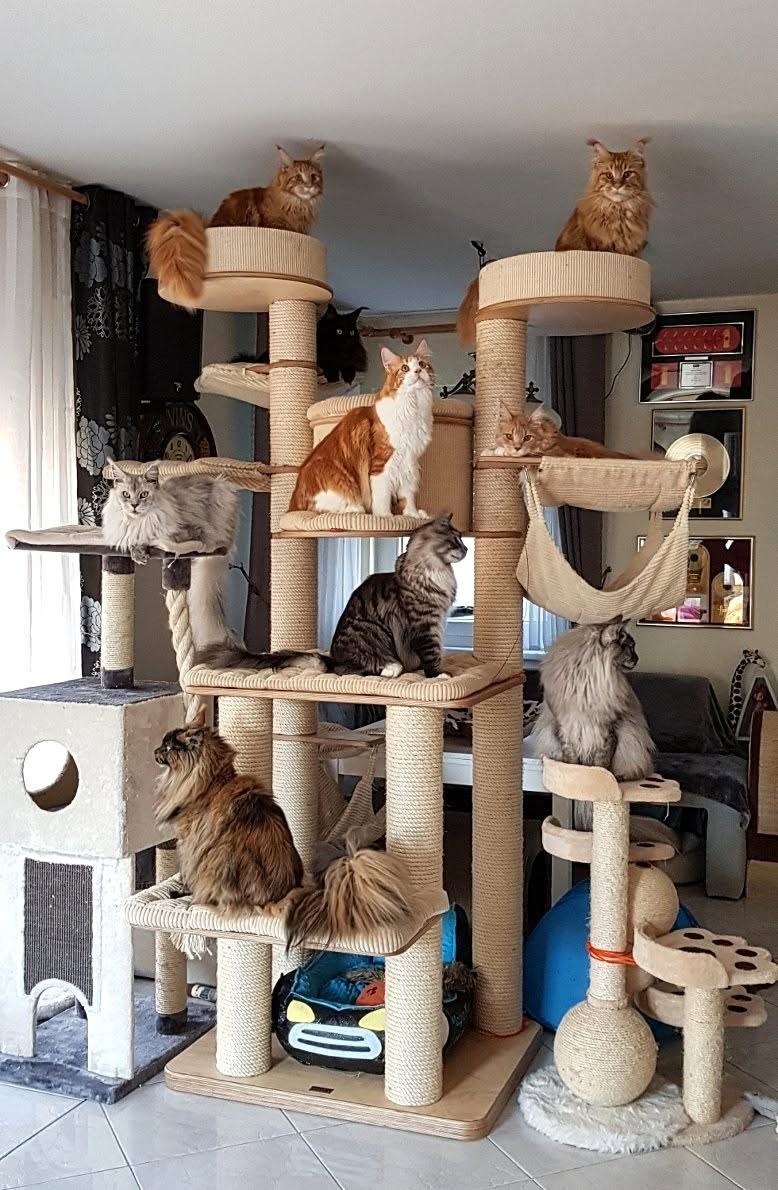A large structure used by several cats at the same time must safely withstand both static and dynamic loads.