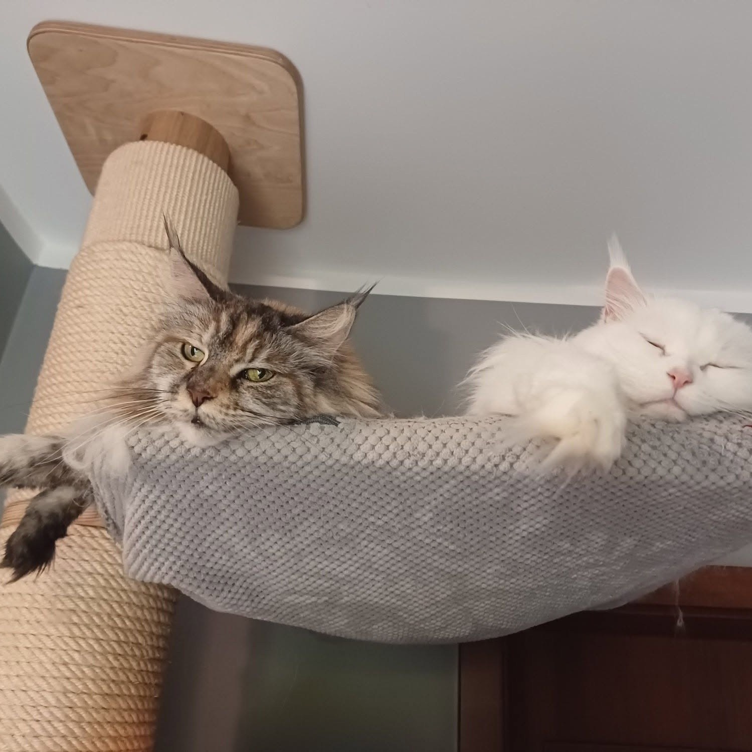 Two large cats using a spacious bed on a floor-to-ceiling cat tree at the same time.