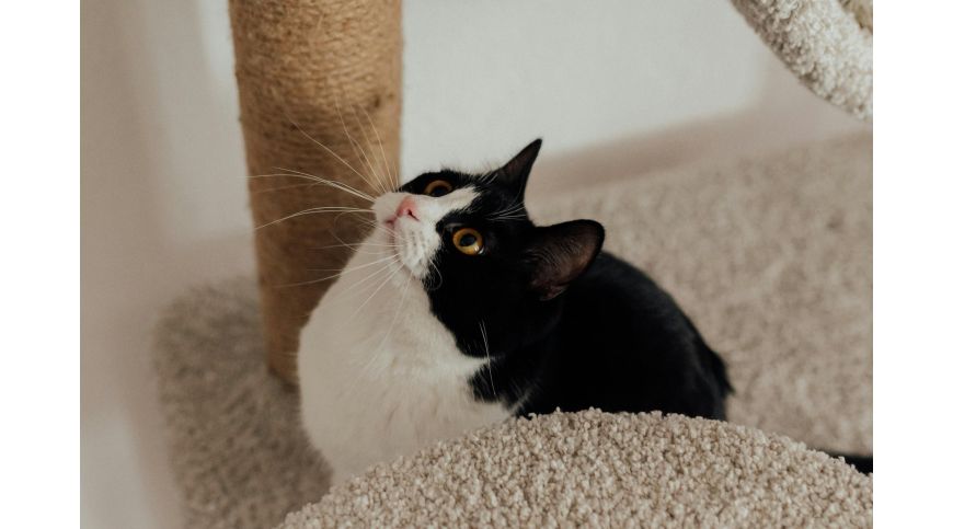 How tall should a scratching post for a cat be?