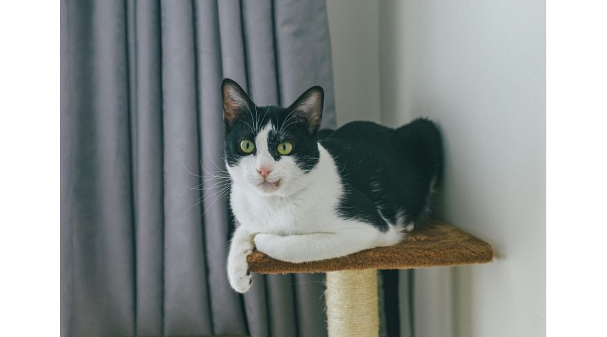 Where should you place a cat scratching post?