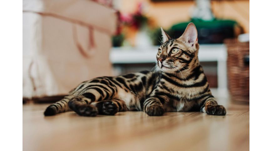 How to Choose a Cat Tree That Meets the Needs of a Bengal Cat?