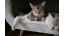 How to Prepare Your Home for Another Cat?