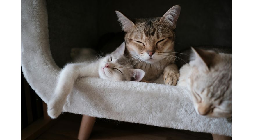How to Prepare Your Home for Another Cat?