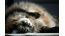 Cat trees for Norwegian Forest Cats – what to look for?