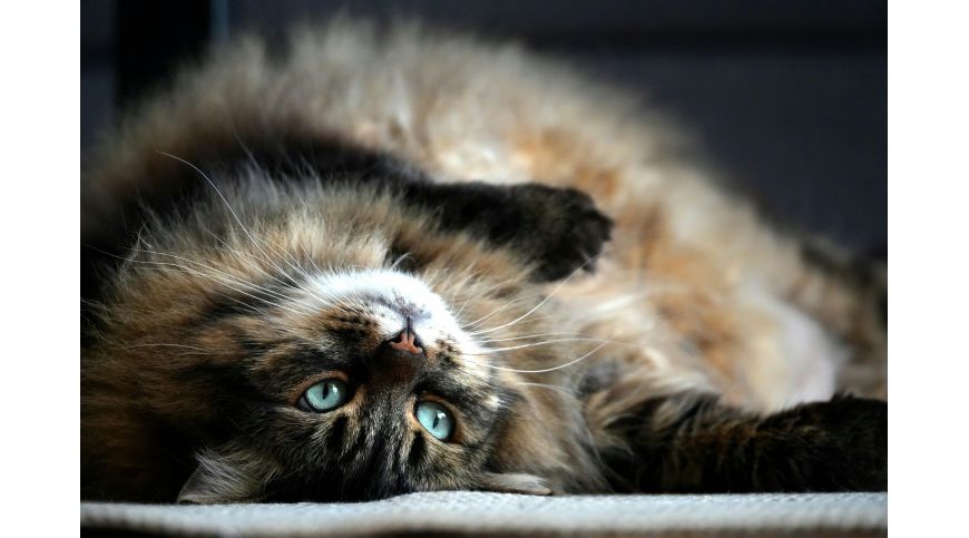 Cat trees for Norwegian Forest Cats – what to look for?
