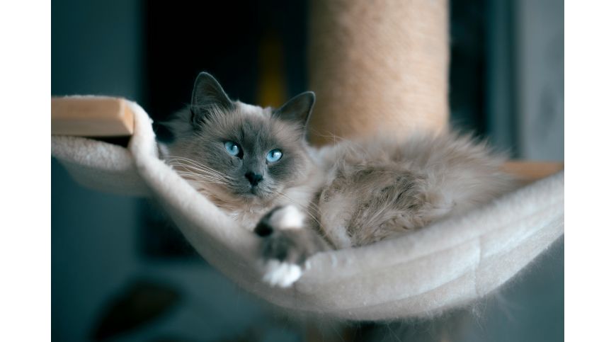 Wall-Mounted Cat Scratchers – What to Look for Before Buying?