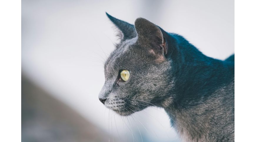 Which Scratching Post to Choose for a Russian Blue Cat?