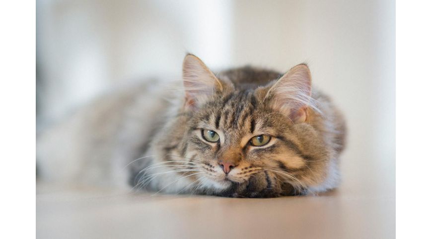 Scratching post for a Siberian cat – how to choose the best model?