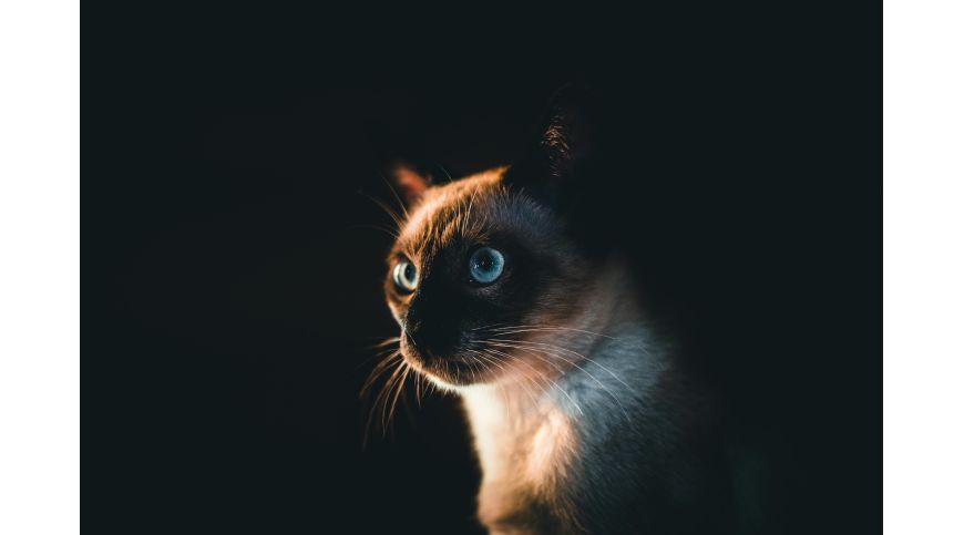 How to Choose the Perfect Cat Tree for a Siamese Cat?