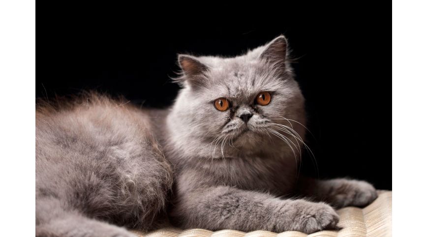 Persian Cat Scratching Post – Which Model Should You Choose?