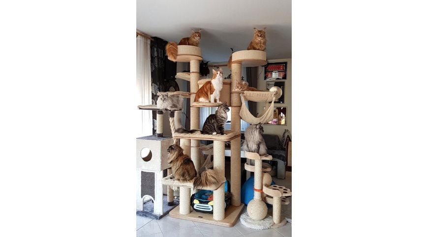 Cat Trees - Facts and Myths