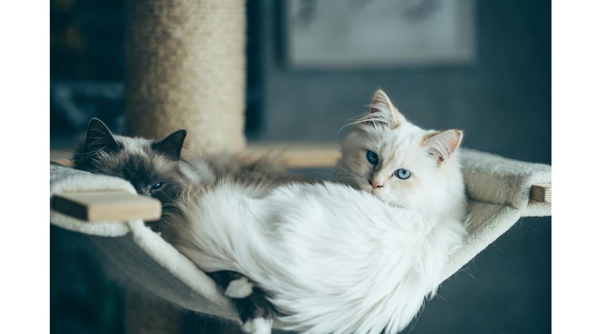 How to stop your cat from scratching furniture?