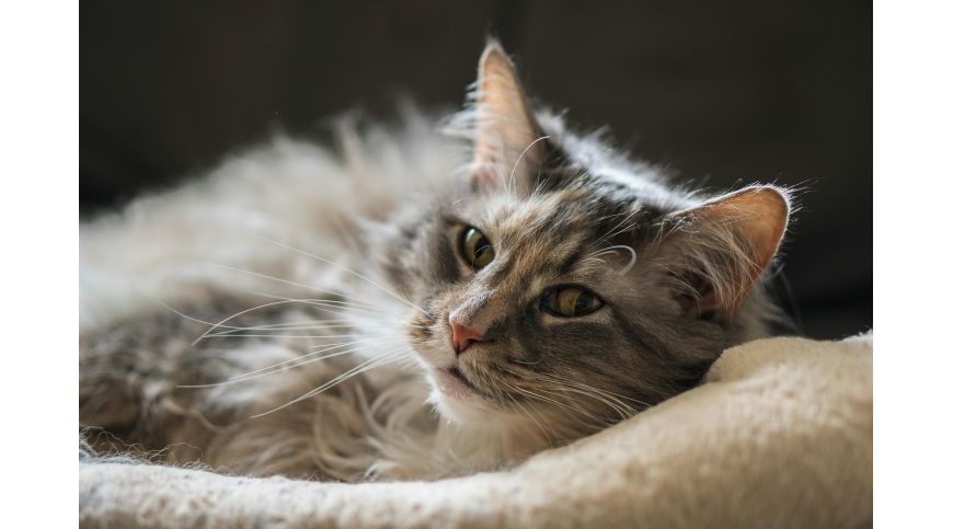 Which scratching post to choose for a Maine Coon?